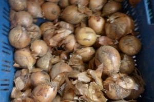 Verse groente bij Smaakrijk